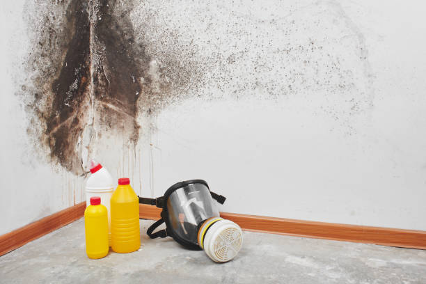 Best Crawl Space Mold Removal  in Granger, IN