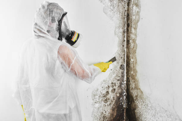 Office Mold Removal Services in Granger, IN