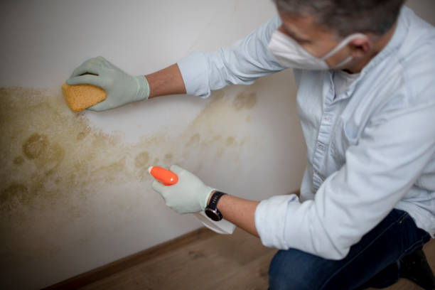 Best Residential Mold Removal  in Granger, IN