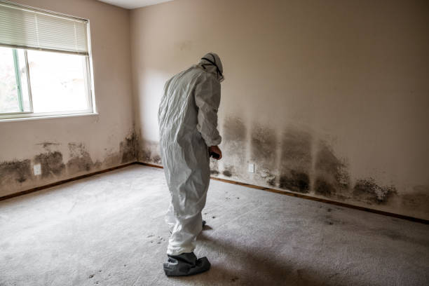 Professional Mold Removal in Granger, IN