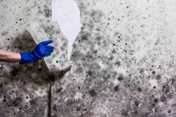 Best Professional Mold Removal  in Granger, IN
